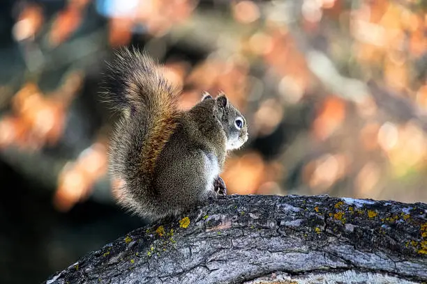 Photo of The back view of a squirrel on a branch with moss on it