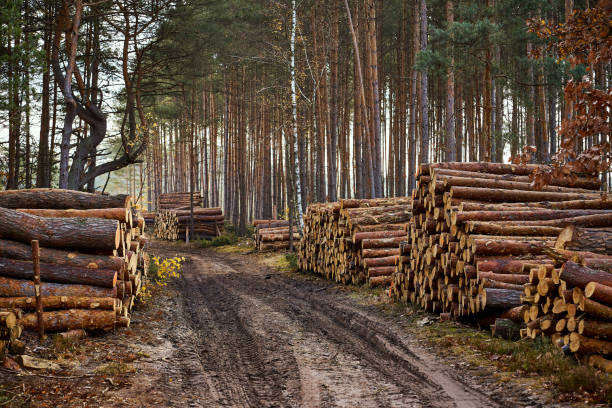 istock beams from a tree stacked on a large pile in an autumn forest 1063085324