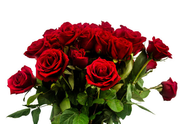 bouquet de roses rouges avec un fond blanc - dozen roses rose flower arrangement red photos et images de collection