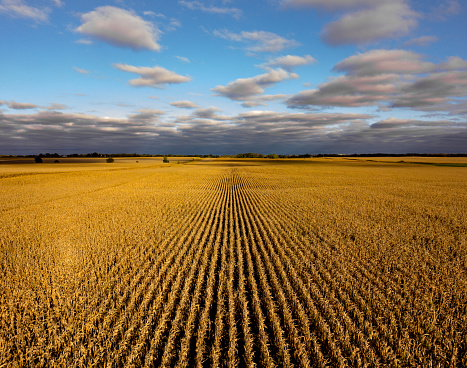 Drone photo of corn field ready to harvest.