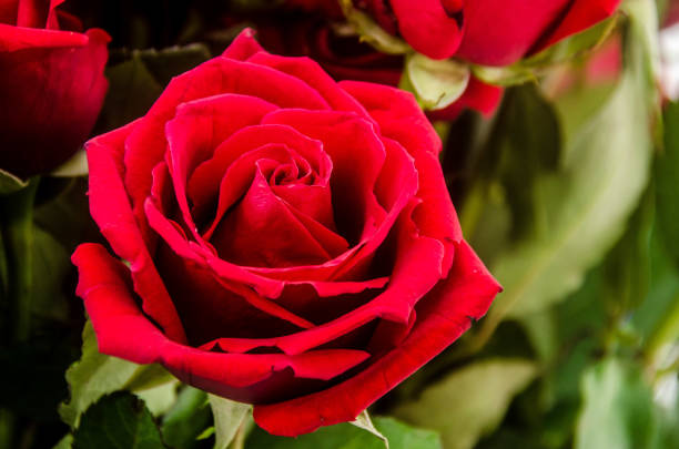 istock Bouquet of red roses with white background 1063087164