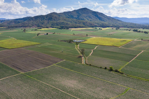 Aerial view of Sugar Cane Farms - North Queensland - Australia Sugar Cane Agriculture in Far North Queensland near Mackay. Sugar farming is a large part of the agricultural industry in Queensland with the area around Mackay being one of the most productive. mackay stock pictures, royalty-free photos & images