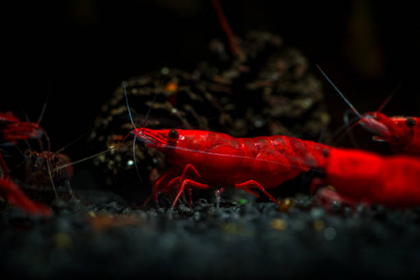 istock Red neocaridina shrimp fire pet aquarium water 1063094552