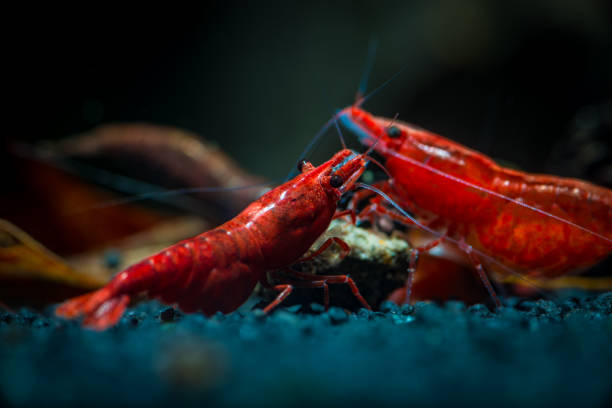 istock Red neocaridina shrimp fire pet aquarium water 1063095580