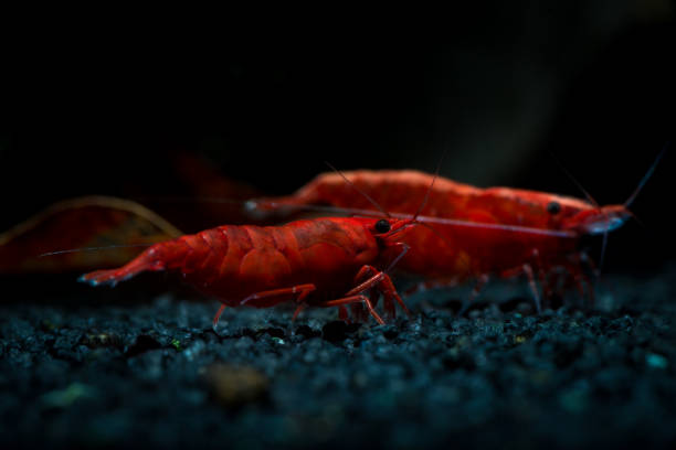 istock Red neocaridina shrimp fire pet aquarium water 1063095628