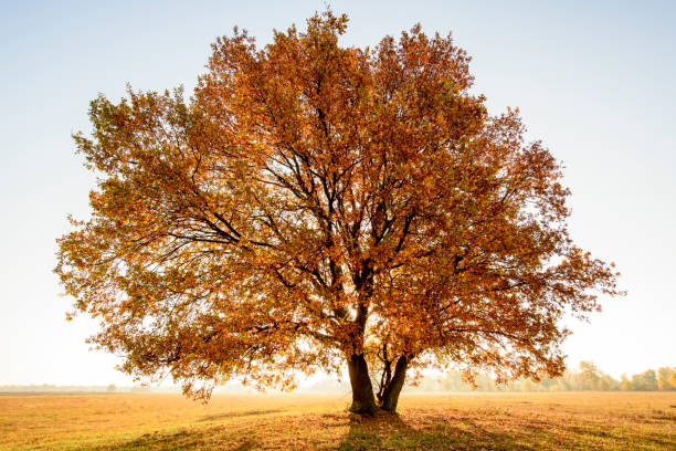 istock lonely tree in a field in autumn 1063099440