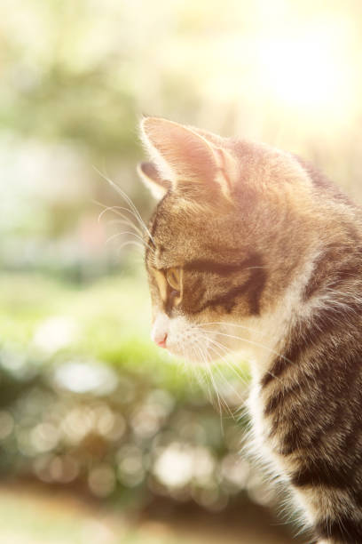 Cat on wooden deck