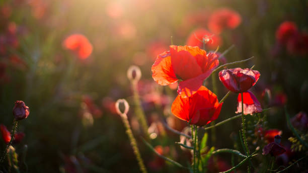 화창한 여름 날, 피 양 귀 비 필드 클로즈업, 라트비아 - macro poppy red close up 뉴스 사진 이미지