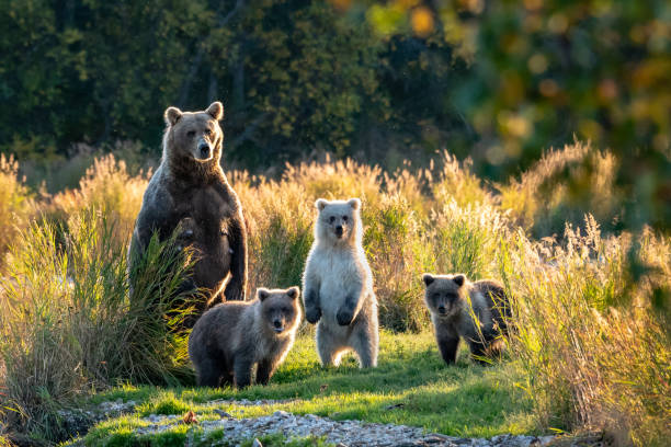 orsi katmai - cub animal mammal animals in the wild foto e immagini stock