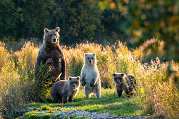 Katmai Bears Large adult female Alaskan brown bear with three cute cubs standing on a grassy spit of land in the Brooks River, Katmai National Park, Alaska, USA animal family photos stock pictures, royalty-free photos & images
