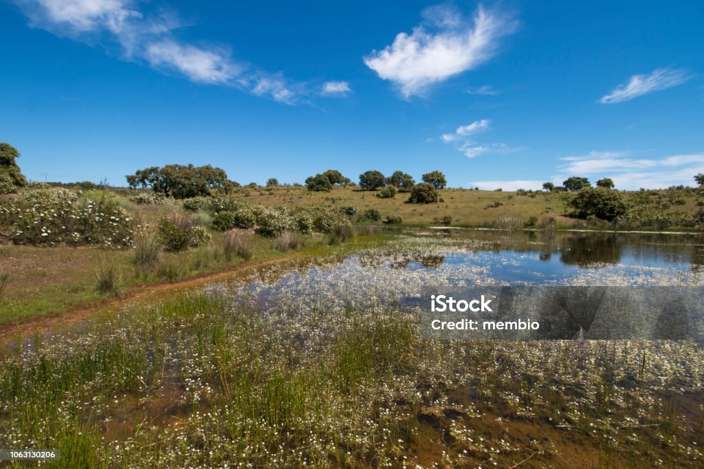 Landscape with temporary pond Alentejo landscape with natural temporary pond. Pond Stock Photo