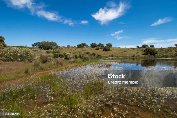 Landscape With Temporary Pond Stock Photo - Download Image Now - Pond, Springtime, Temporary