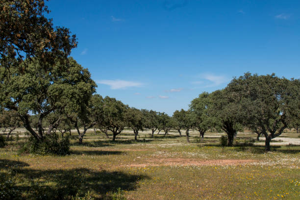 istock Spring landscape in Alentejo 1063130326