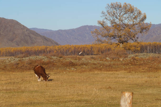 istock Cows grazing at Karakol valley in Altai,Russia. 1063132108