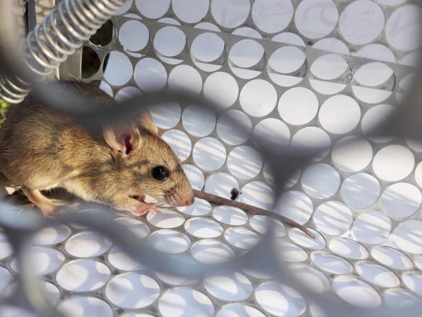 istock Rat in cage mousetrap on white background 1063133842
