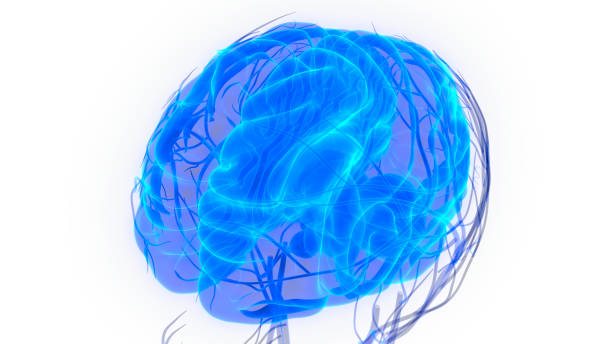 istock Human Brain with Circulatory System Anatomy 1063139922