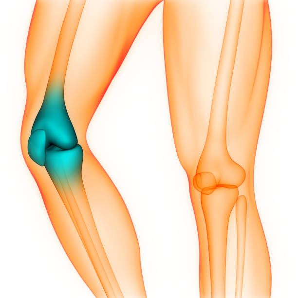 3D Illustration of Human Skeleton System Knee Joint Pain Anatomy