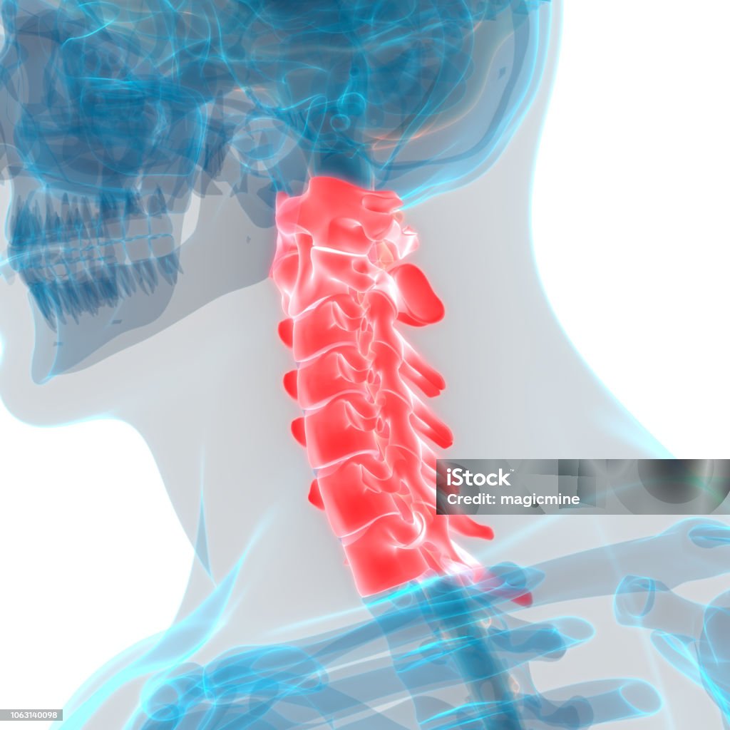 Human Skeleton System Vertebral Column Cervical Vertebrae Anatomy 3D Illustration of Human Skeleton System Vertebral Column Cervical Vertebrae Anatomy Cervical Vertebrae Stock Photo