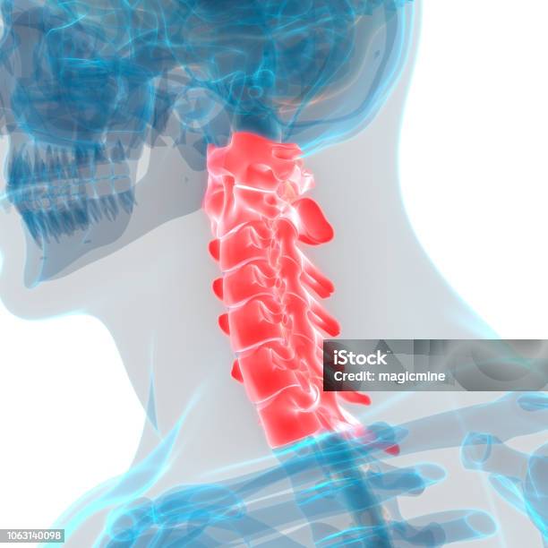 Human Skeleton System Vertebral Column Cervical Vertebrae Anatomy Stock Photo - Download Image Now