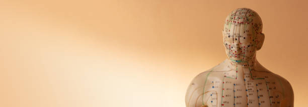 Panorama from Acupuncture Model Panorama from Acupuncture Model isolated on beige background acupuncture model stock pictures, royalty-free photos & images