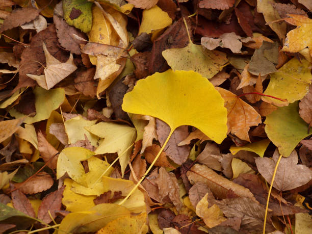 istock Bed of dry leaves 1063141806