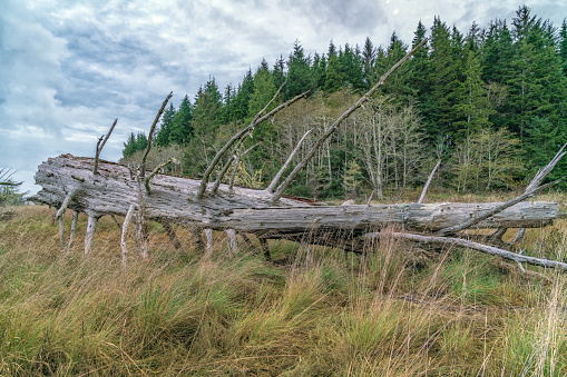 Old trees at Johns River, Washington State, USA