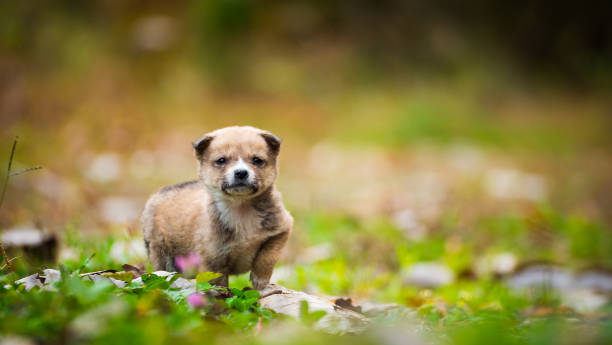 istock Puppy dog in nature 1063143866