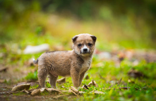 istock Puppy dog in nature 1063143868
