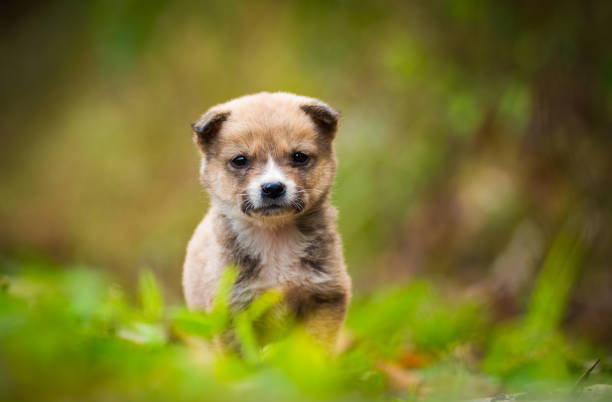 istock Puppy dog in nature 1063143910