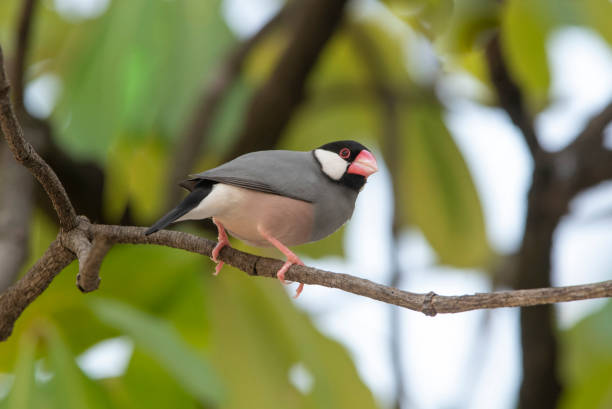 istock Java Sparrow , One of the most beautiful bird in the world. 1063148878