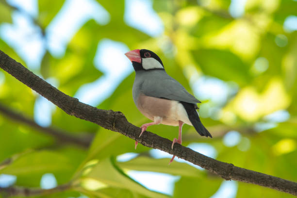istock Java Sparrow , One of the most beautiful bird in the world. 1063148886
