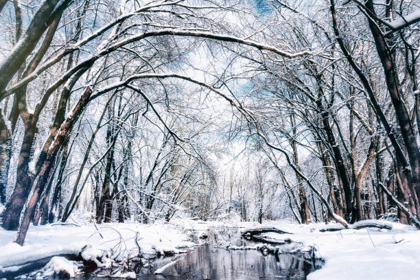 istock Beautiful Winter Wonderland Forest 1063150494