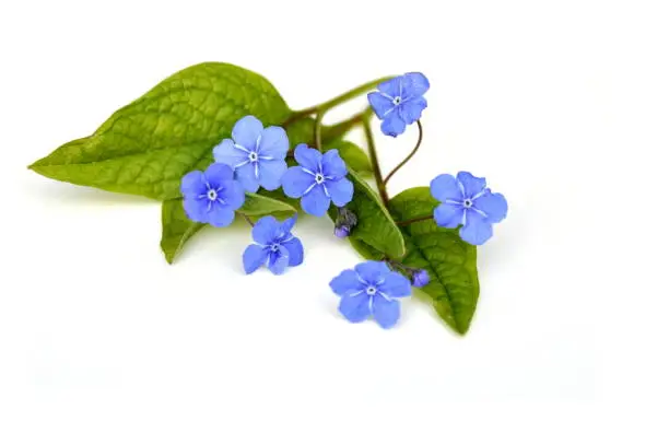 Blue-eyed Mary Omphalodes verna flower on white background