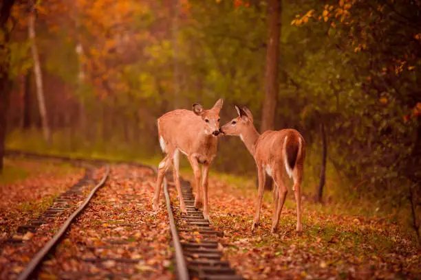 Autumn in the forest with deer