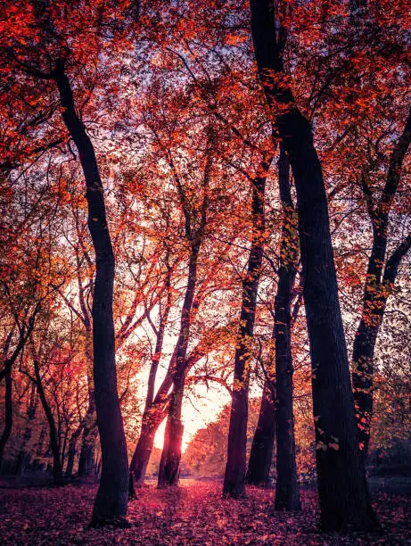 Sunset Filtering through Colorful Red Leaves. Vintage Look with Glowing Copy Space.