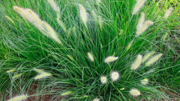 istock Chinese pennisetum in the park 1063154296