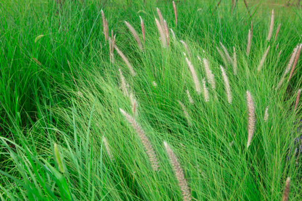 istock Chinese pennisetum in the park 1063154306