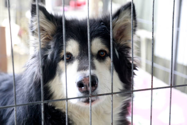 istock Alaska sled dog in a cage 1063155518