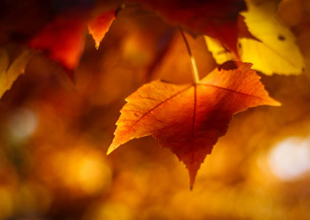 istock Colorful Autumn Leaves 1063155778
