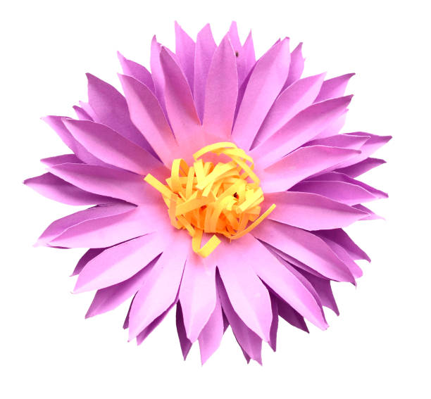 istock Origami daisy isolated on white background 1063157428