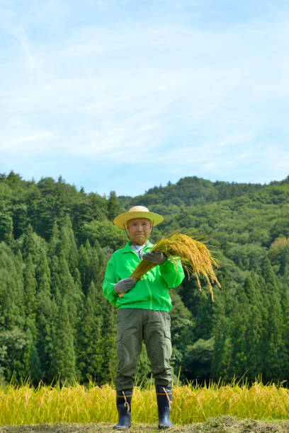 istock Rice harvest Senior smile 1063159276