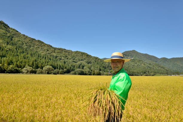 istock Rice harvest Senior smile 1063159406