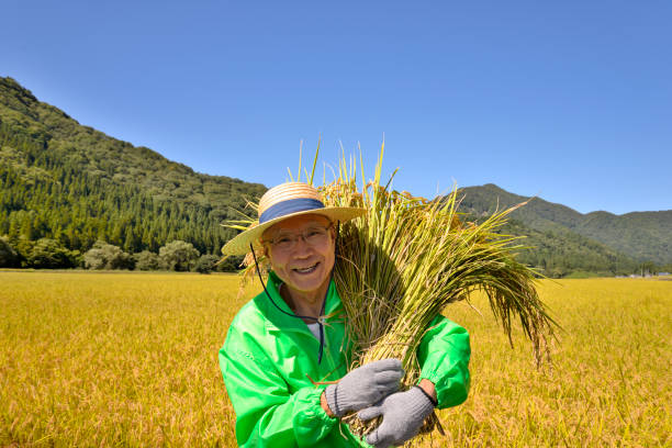 istock Rice harvest Senior smile 1063159414