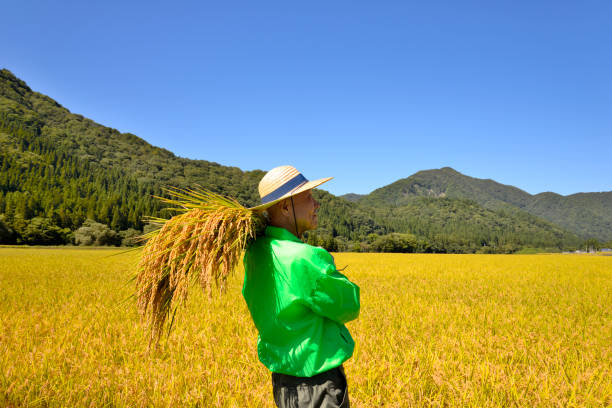istock Rice harvest Senior smile 1063159416