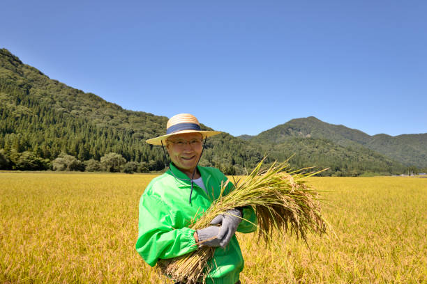 istock Rice harvest Senior smile 1063159422