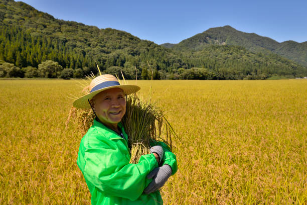 istock Rice harvest Senior smile 1063159436