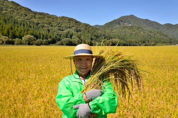 istock Rice harvest Senior smile 1063159450