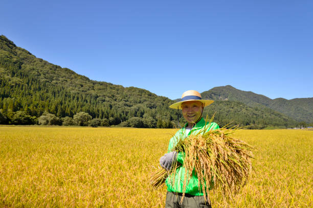 istock Rice harvest Senior smile 1063159462