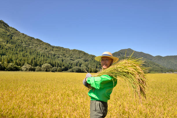 istock Rice harvest Senior smile 1063159470