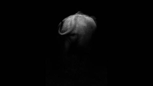 istock tailside of an elephant in back and white 1063175222